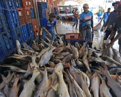 Kemenkeu: Ekspor Tumbuh Tinggi Bukti Perbaikan Struktur Ekonomi RI