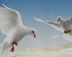 Judi Burung Merpati di Jalan Bratang Wetan 1 Aman, Ada Apa ?