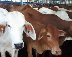 Kementan Pastikan Stok Sapi Siap Potong Aman Hingga Lebaran