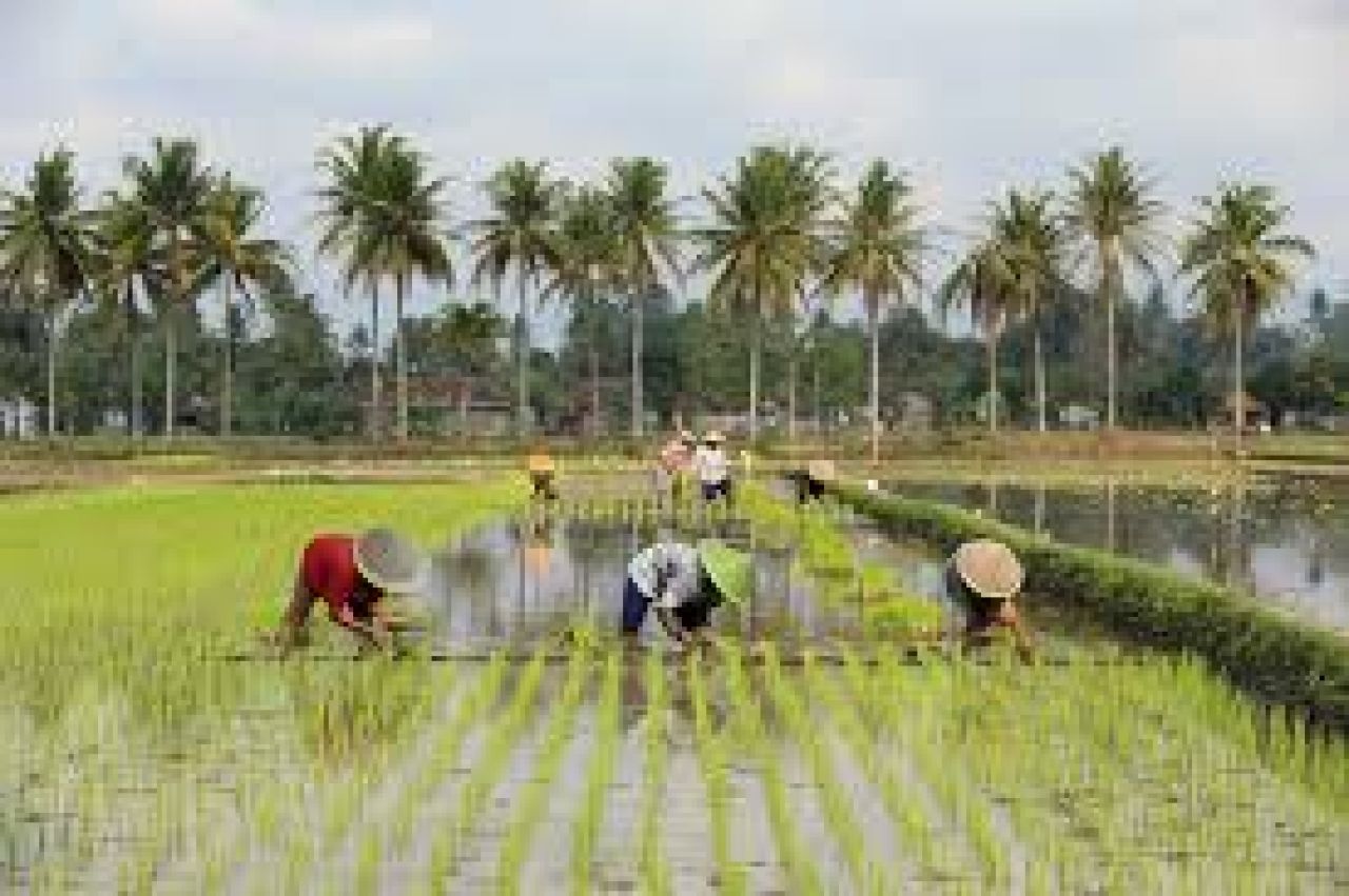 Mengapa Pertanian Tumbuh Tinggi Di Triwulan I-2025?